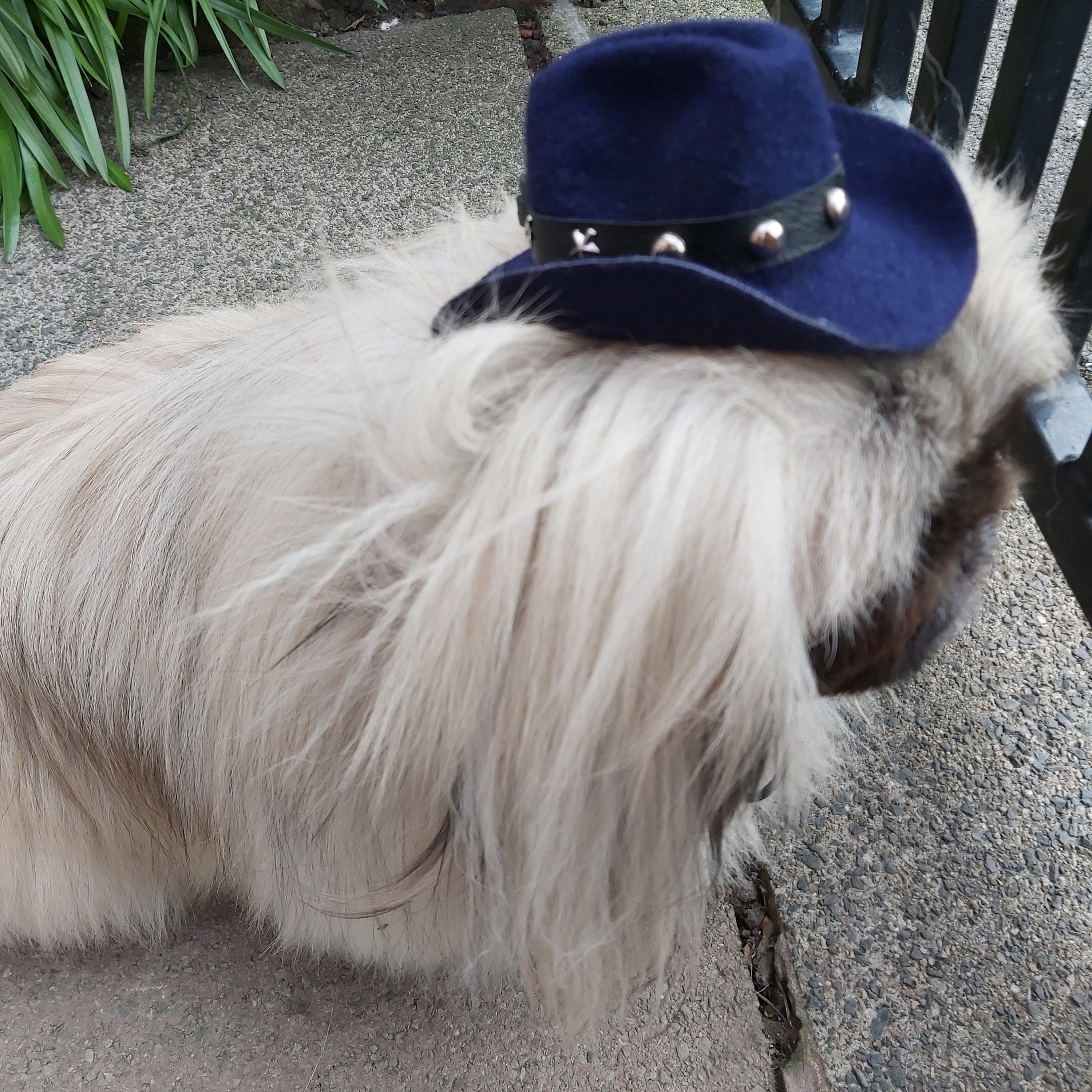 SMALL Dog Pet Blue Cowboy Hat Soft 