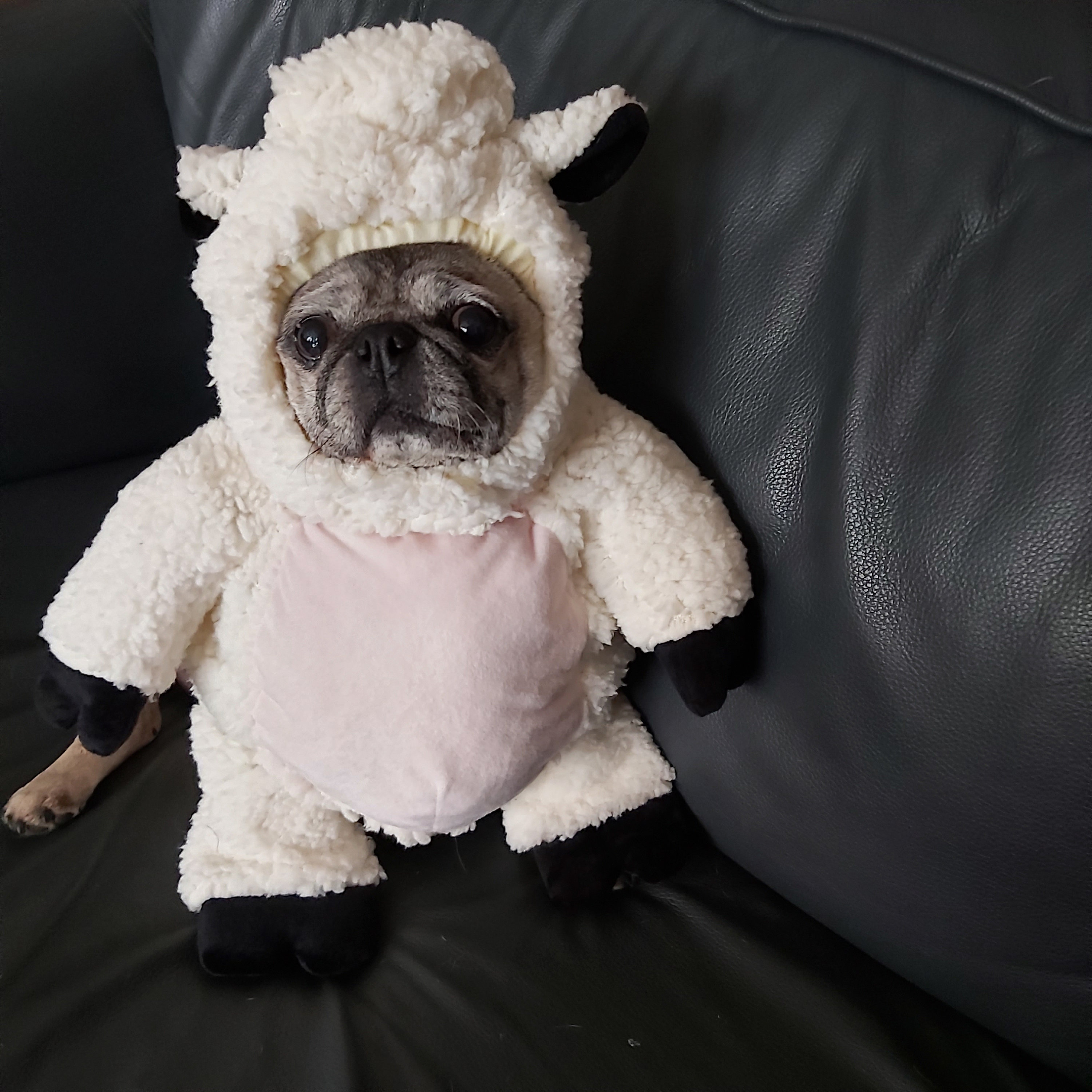 Sheep costumes on sale for dogs
