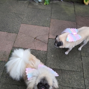 SMALL MEDIUM Plush rainbow pompom dog pet angel wings