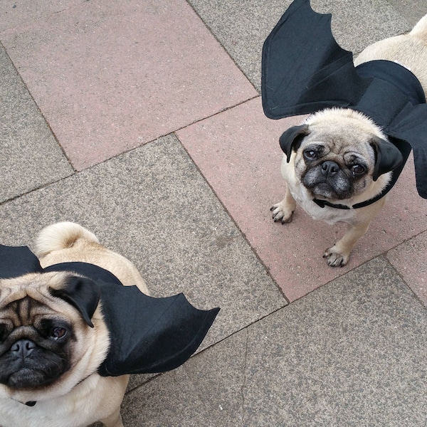 Halloween bat wings dog costume pug, poodle, jack russell Medium breed