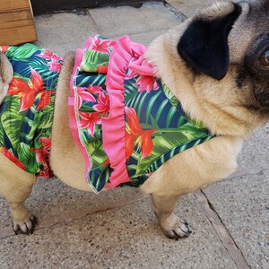 pug bathing suit