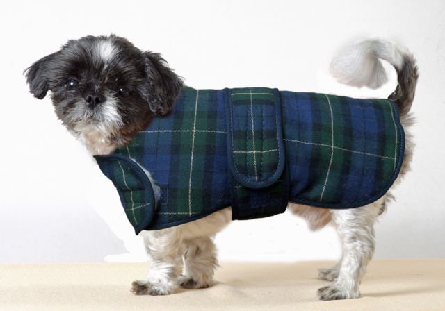 tartan dog outfit