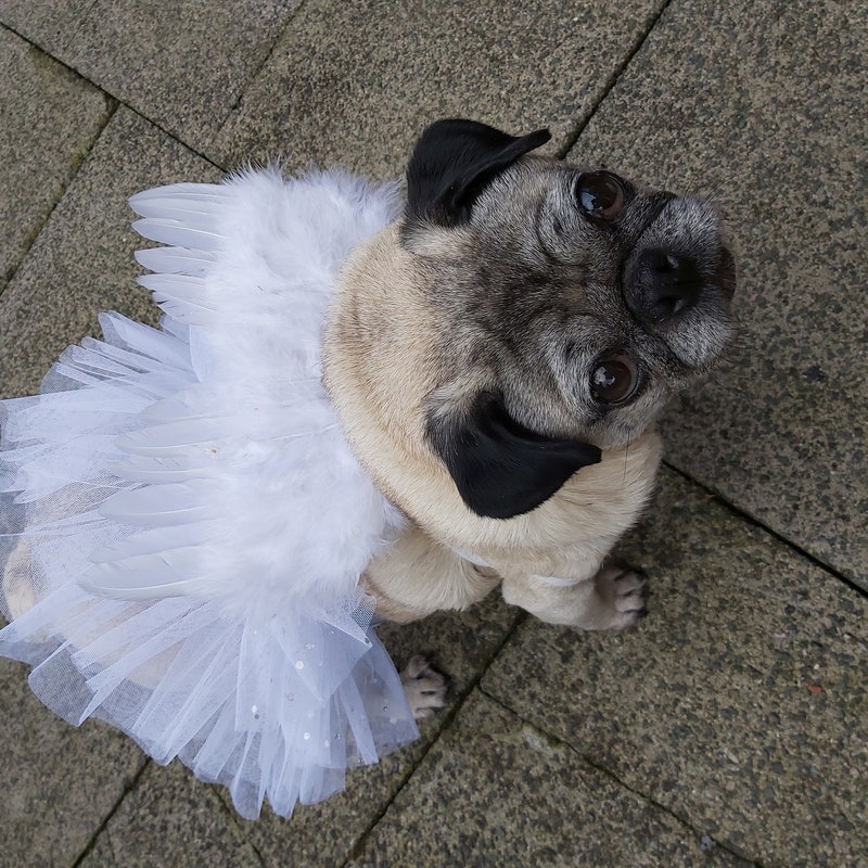 Cute Angelical Dog Dress main image 1