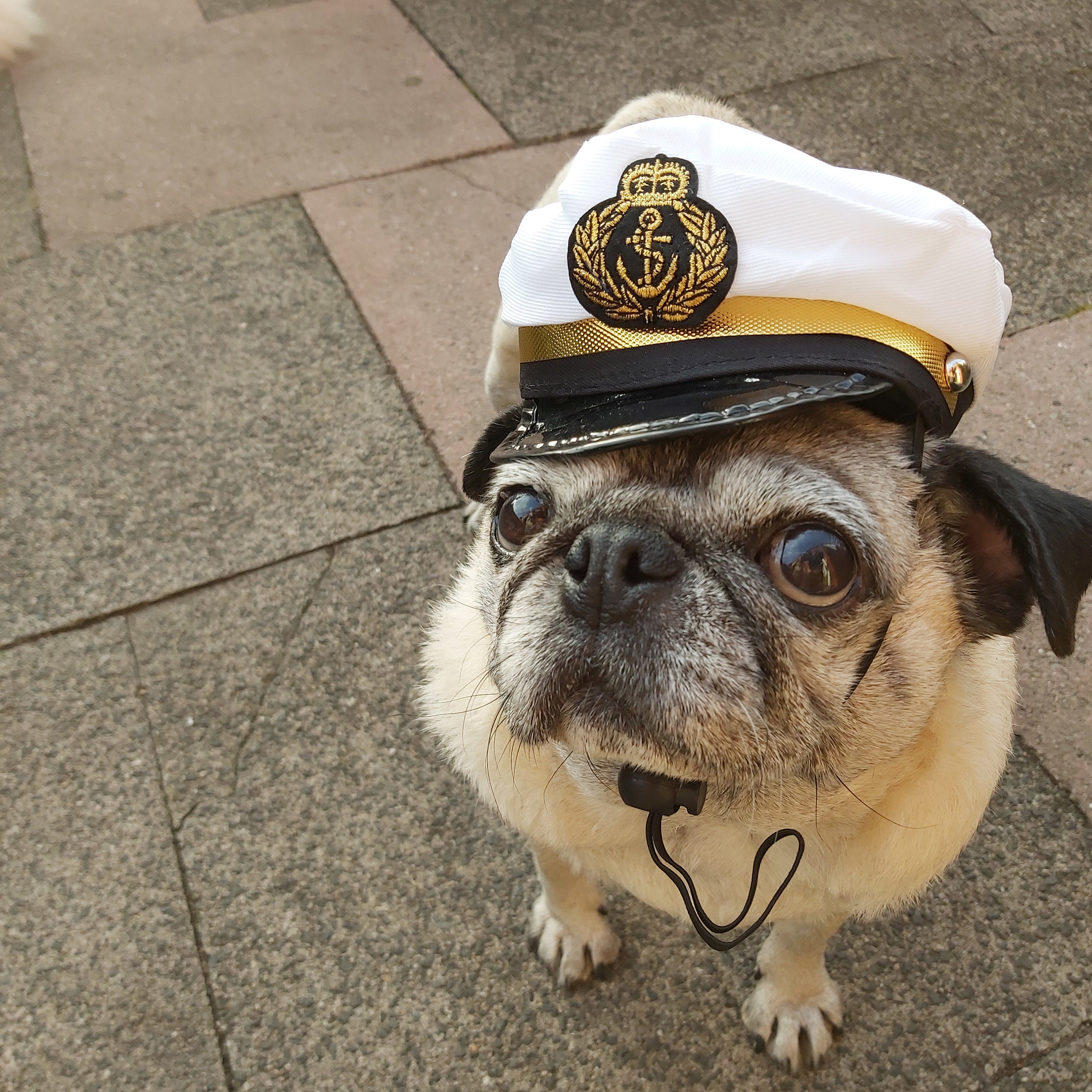 MEDIUM Cruise Captain Easter Costume 