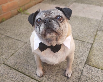 MEDIUM Bride Groom Pet dog white tuxedo collar with bowtie