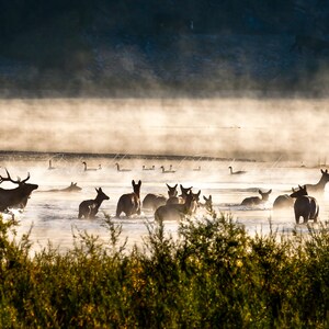 ON SALE!  Best Selling Ready-to-Hang METAL Print Famous Elk in the Mist wall art popular right now hunter gifts for men fathers bar decor