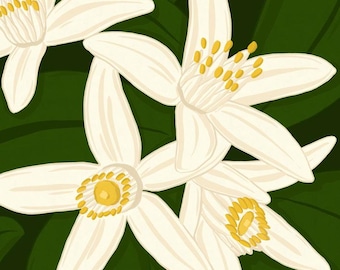 Lemon blossom. Lemon flowers, flowers, flower illustration