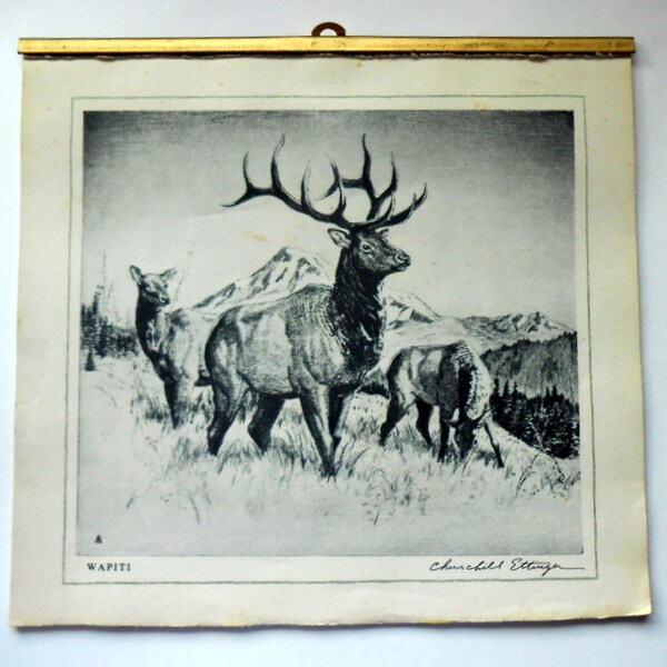 Vintage Churchill Ettinger  Wildlife Calendar 12 Outdoor Drawings Signed Top Only