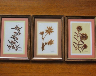 Australian Pressed Wildflowers, Artist Signed Framed Pictures Vintage 1980's Set Of Three