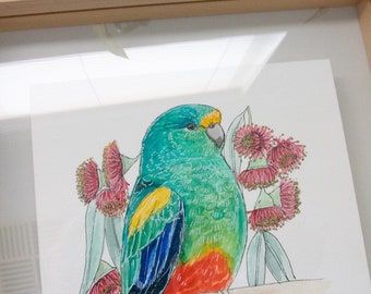 Mulga parrot and eucalyptus flower watercolour painting. Australian birds and fauna.