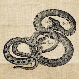 Snake Vintage Illustration Serpents Digital Printable - Digital Vintage Clipart Graphic Printable Transfer Craft Scrapbook INSTANT DOWNLOAD
