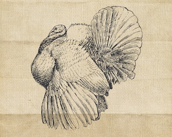 Turkey Thanksgiving Antique PNG Clipart Vintage Illustration - INSTANT DOWNLOAD