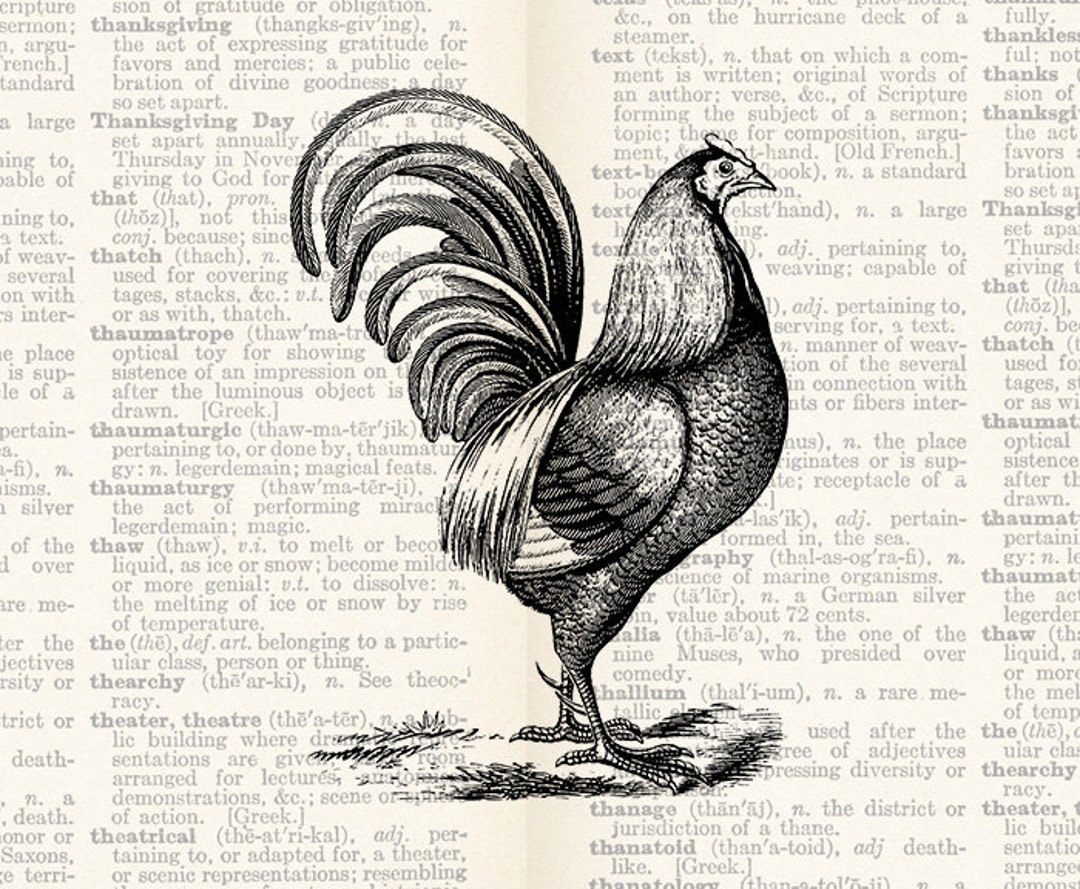 Rooster Vintage Illustration Rooster Download Digital Art - Vintage ...