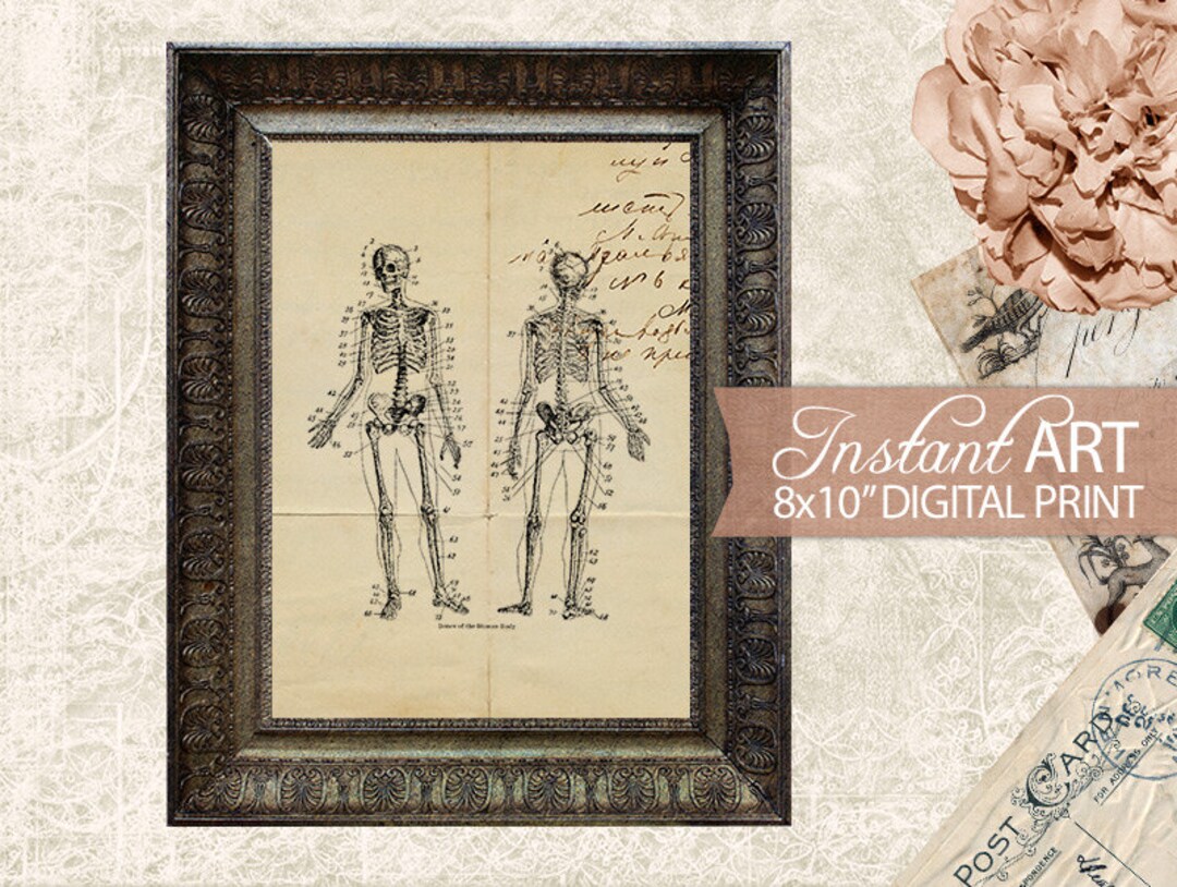 Printable Vintage Skeleton - Medical Anatomy Illustration - Skeletal ...