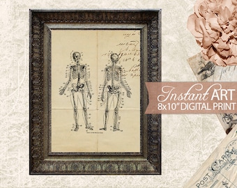 Squelette vintage imprimable - Illustration de l'anatomie médicale - Art impression numérique squelettique - Télécharger l'impression squelette - Art 8 x 10 TÉLÉCHARGEMENT IMMÉDIAT