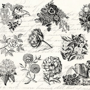 10 impressions botaniques vintage Fleurs et plantes Feuille de collage numérique botanique - clipart floral vintage PNG & JPG INSTANT Télécharger Imprimable