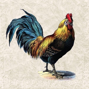 Rooster Graphic Download Digital Art - Vintage Color Rooster Clipart Image Scrapbook Scrap Printable Transfer Die Cut INSTANT DOWNLOAD