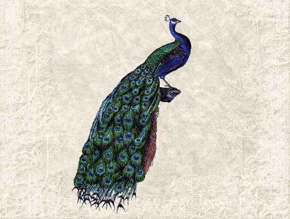 Peacock Color Scheme Create A Photoshop File With Photo