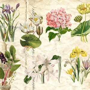 Feuille de collage numérique - Vintage Color Botanical Prints Flower and Plants Botanical Illustration Botany Individual PNG - JPG INSTANT Télécharger