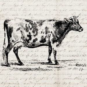 digital art .Transparent background personal /& small business use scrapbook Cow clip art farm graphic design,