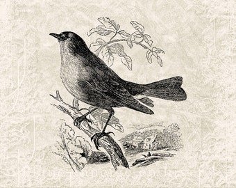 Ilustración digital de pájaro vintage, arte gráfico PNG - Clip art de pájaro vintage, imprimible, transferencia, manualidades, DESCARGA INSTANTÁNEA