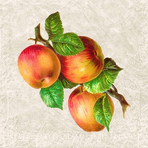 Obst Grafik - Küche Kunst - Digitaler Download Clipart - Farbe Obst Bild Obst Kunst - Essen Grafik Druck - jpg und png INSTANT DOWNLOAD