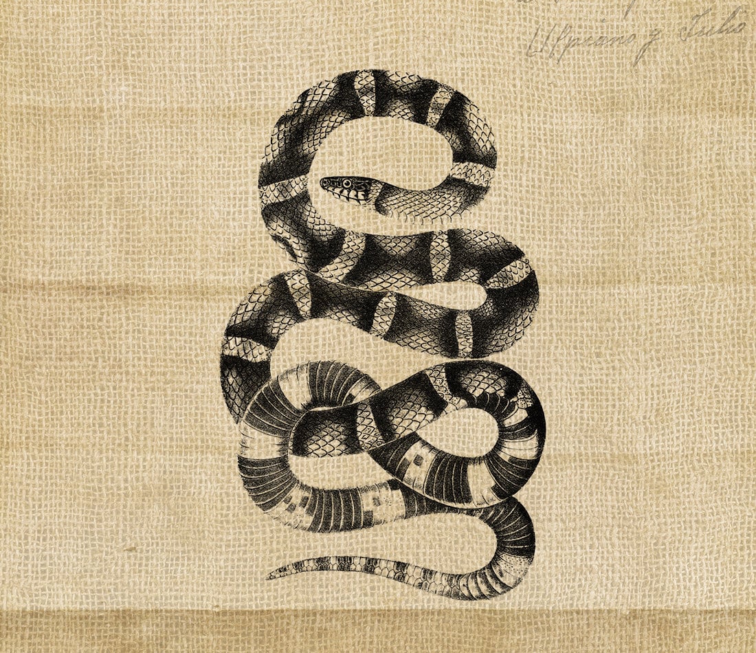 digital-download-printable-instant-art-reptile-hissing-snakes-art-image