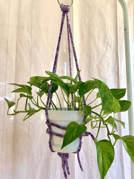 indoor plant pothos Pothos N'joy Live Houseplant main image 1