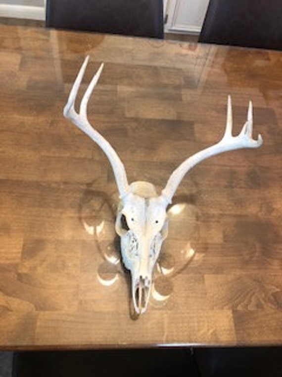 Deer Skull : Authentic Central Texas 7 point  Deer