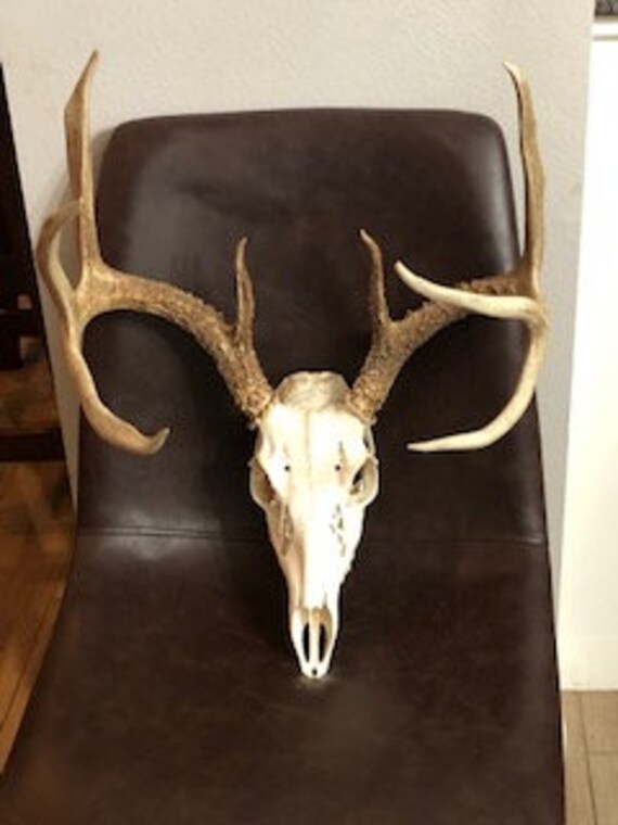 Deer Skull: Large 18 point South Texas Deer Skull 