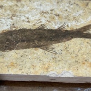 Fossil : Antique Fish Fossil embedded in Central Texas Limestone.
