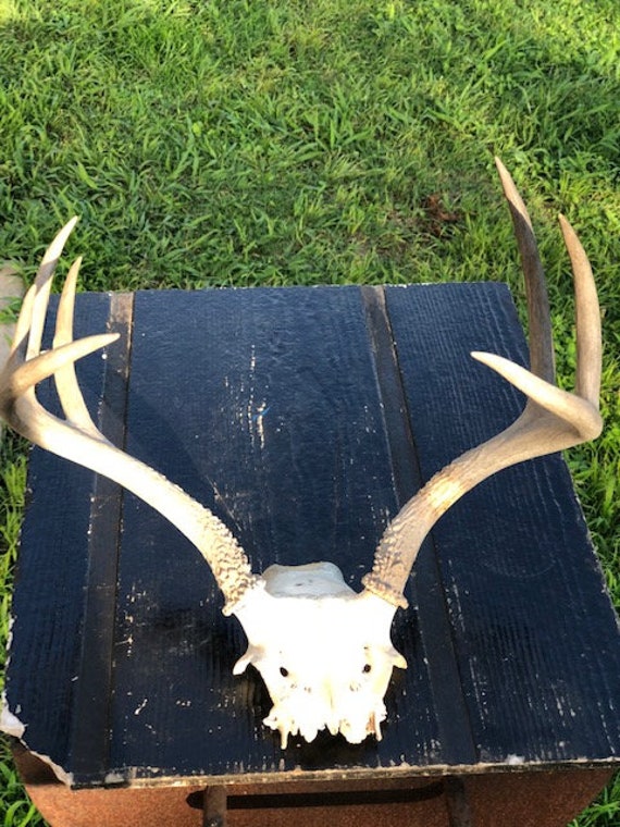 Antlers : 7 point Central Texas White Tail  Deer D