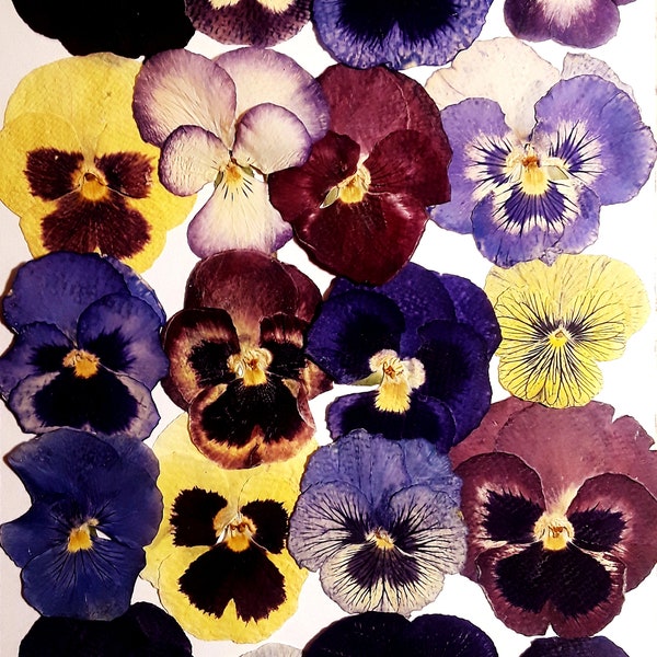 6" x 9" Card With Real Pressed Pansies of South West, Organically Grown, Not colored, Pressed Naturally.