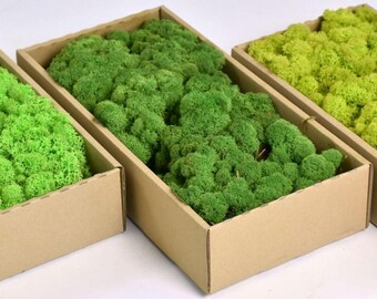 Reindeer Moss Etsy