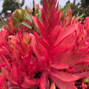 RARE Crassula Capitella &#39;Campfire&#39; Jade Succulent- HYBRID