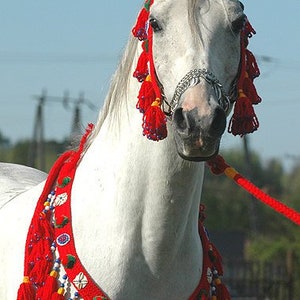 AUTHENTIQUE ensemble collier + licou + laisse en laine arabe traditionnelle égyptienne fait main ! Fait main dans la couleur de votre choix !