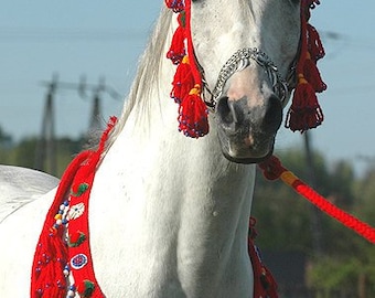 AUTHENTIC Traditional Egyptian Arabian HANDMADE Wool Breast Collar + Halter + Lead Set! Handmade to your color choice!
