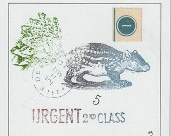 URGENT 2nd Class cabbage tail