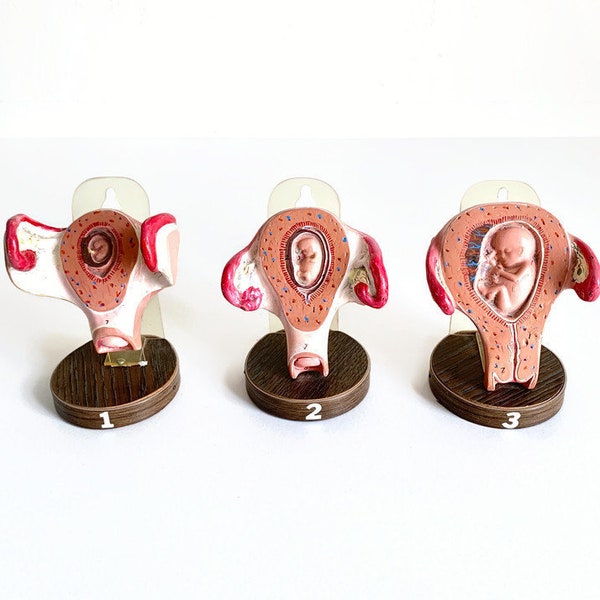 Vintage Stages Fetal Development Models Pregnancy Fetus Medical Nursing Homeschool