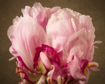 Pink peony photo, soft light flower, feminine, fine art photograph, floral, profile of blossom