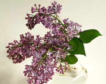 Lilac in a clear vase photograph, purple lilac picture, spring flower, lilac photo white background