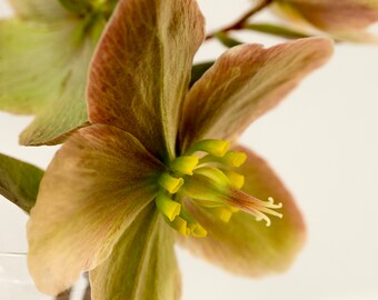 Tres Hellebores en una fotografía de florero, arreglo de flores, grupo de flores, rosa cuaresmal, febrero Floreciente planta perenne