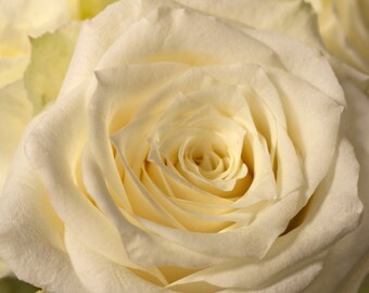 Ivory Rose Photograph, Close-up Single Rose, Fresh Summer Flower, Opening Rose, Pastel, Fine Art Photograph