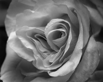 Rose Heart in Black and White Photograph, Heart-Rose Picture, Rose Portrait, Close up of Black and White Rose, Contemporary Art