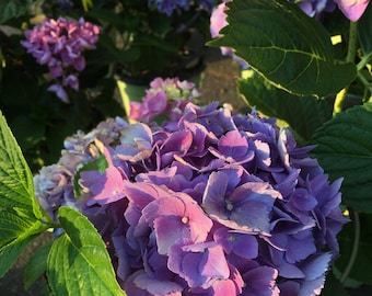 Pink hydrangea photo, Purple Hydrangea Fine Art Photograph, Hydrangea in Garden, Hydrangea Outdoor, Natural light