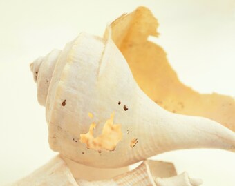Welk Shell Balanced on a Shell Fragment, Two Old, Worn Shells, Battered Shells, Shell Composition, White on White, Shell art