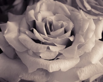 Tinted Rose Photo, Open Rose, Black and White Rose, Dark background, Dramatic flower, Close-up Rose, Fine Art Photo