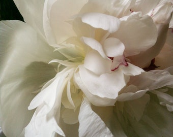 Dramatic White Peony Photograph, Fully Opened, Close-up Floral Fine Art Photograph, Elegant Flower
