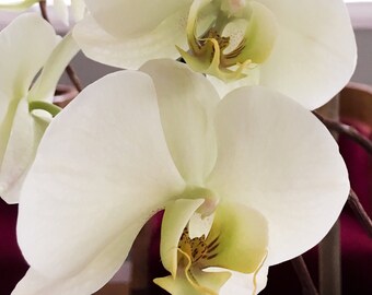 White Orchid Photo, Open Orchids, Blooming Orchid Flowers, Two White Orchids