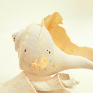 May include: Two white seashells with a rough, textured surface. The larger shell has a hole in the side. The smaller shell is partially tucked inside the larger shell.